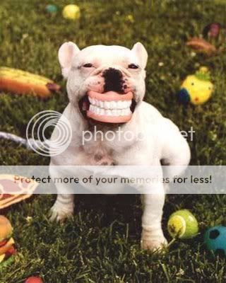 cute dogs & puffs