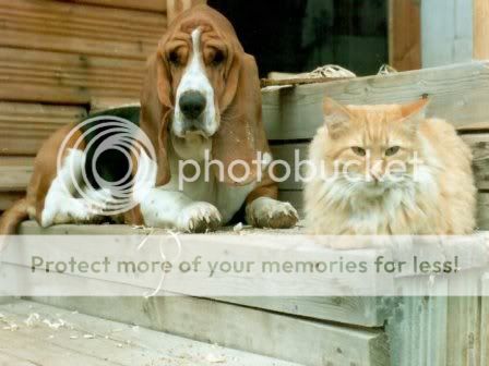 cute dogs & puffs