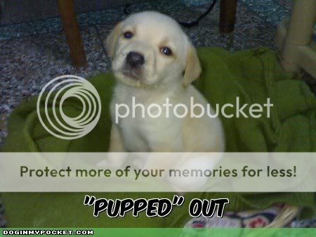 cute dogs & puffs