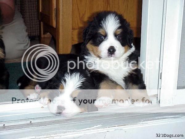 cute dogs & puffs