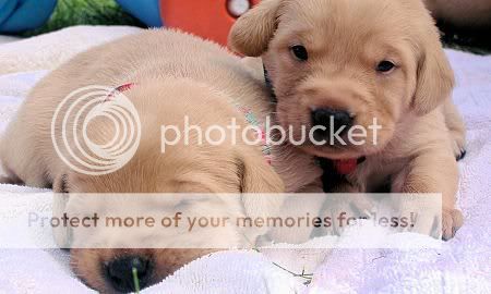 cute dogs & puffs