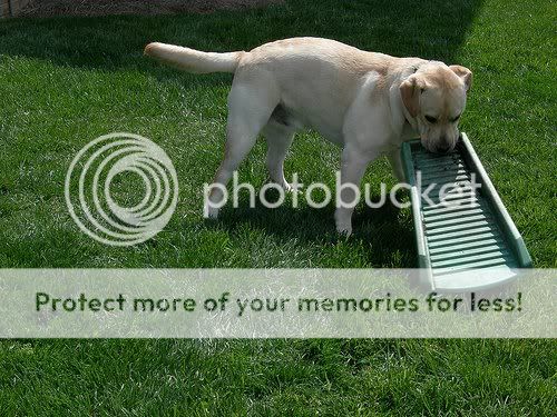 cute dogs & puffs