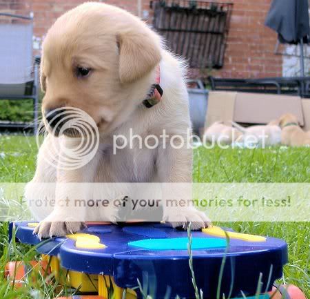 cute dogs & puffs