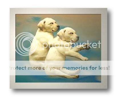 cute dogs & puffs