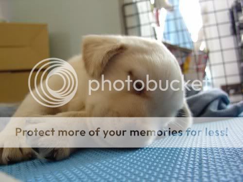 cute dogs & puffs