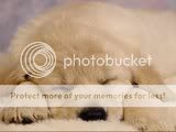 cute dogs & puffs