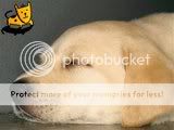 cute dogs & puffs