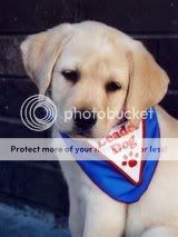 cute dogs & puffs