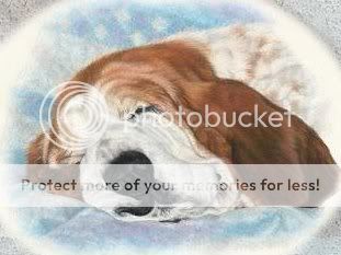 cute dogs & puffs