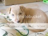 cute dogs & puffs