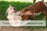 cute dogs & puffs