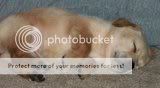 cute dogs & puffs