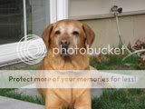 cute dogs & puffs