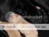 cute dogs & puffs