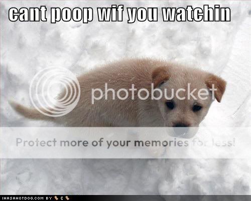 cute dogs & puffs