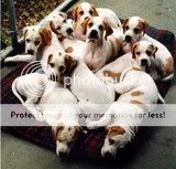 cute dogs & puffs
