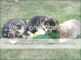 cute dogs & puffs