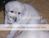 cute dogs & puffs
