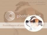 cute dogs & puffs