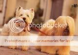 cute dogs & puffs