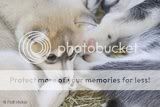 cute dogs & puffs