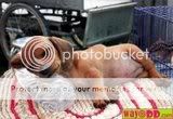 cute dogs & puffs