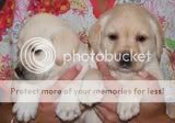 cute dogs & puffs