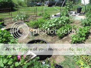 Interesting method od raising taters - Homesteading Questions