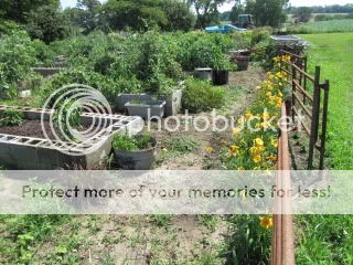 Ideas for raised beds? - Homesteading Questions