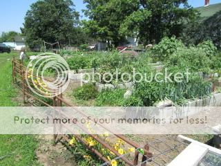 Ideas for raised beds? - Homesteading Questions