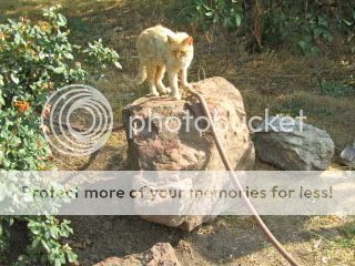 Extreme Composting - Homesteading Questions