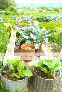 Ideas for raised beds? - Homesteading Questions