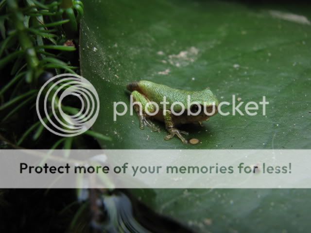 tree frog 1
