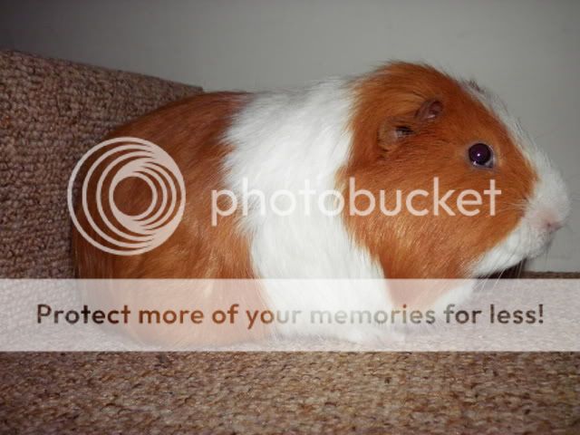 guineapigs027-1.jpg