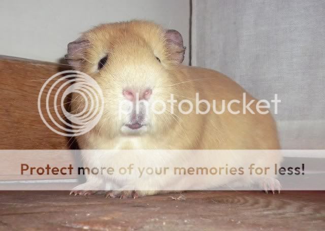 pig034-1.jpg