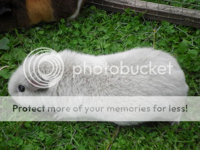 piggies027.jpg