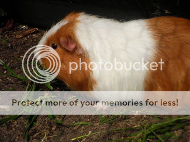pigs081.jpg