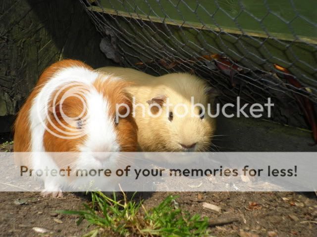 pigs085.jpg